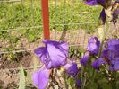 Iris Blue Crusader