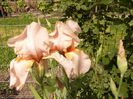 Iris Edward of Windsor
