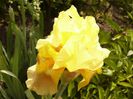 Iris Bottled Sunshine