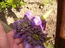 Clematita Multiblue