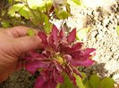 Clematita Kaen