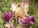 Iris Gnus Flash