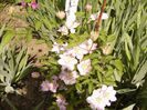 Clematita Inocent Blush