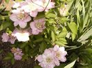 Clematita Inocent Blush