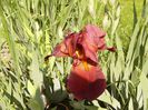 Iris Sultan,s Palace
