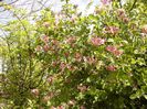 Lonicera