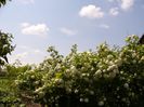Viburnum Opulus