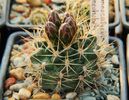 Gymnocalycium neuhuberi