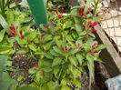 DSCN0238