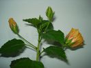 DSC08207