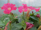 Petunia Picobella Carmine