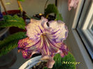 Mirage(3-05-2014)