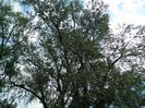 DSCN7994