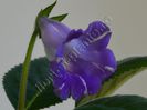 Sinningia Luci s Spots on Ametist Bell