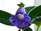 Sinningia Luci s Spots on Ametist Bell