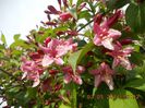 weigela