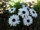 osteospermum