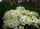 primula