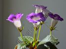 Sinningia Luci s Secret Name - are  parfum
