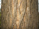 DSCF7130