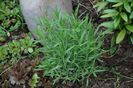 Lavanda angustifolia