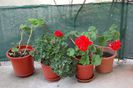 Muscate (Pelargonium zonale)