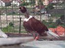 ACOLO SUS CINEVA MA " IUBESTE "