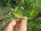 Basicarea frunzelor de piersic (Taphrina deformans)