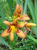 Hemerocallis Brunette