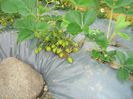 DSC00203