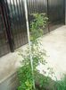 DSC00223