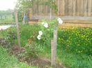 DSC00229