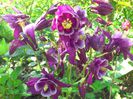 aquilegia_winky_purple white