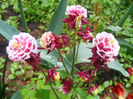 Aquilegia Winky Double Red & White