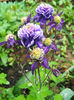 Aquilegia Winky Double Blue & White