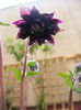 Aquilegia Black Barlow