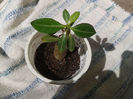 adenium