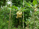 Enkianthus Campanulatus 'Red Bells'