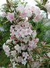 SAM_3428