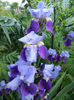 SAM_3669