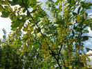 Laburnum