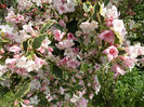 SAM_3749