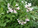 Kolkwitzia amabilis