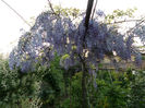 SAM_3783
