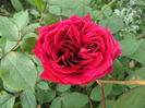 SAM_3799