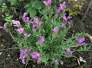 Lavandula Stoechas Anouk