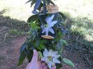passiflora alba