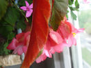 Begonia sau Plaman