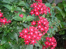 Pentas
