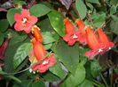 Kohleria 2